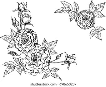 Flowers of roses isolated on white background. Vector illustration. Perfect for invitations, greeting cards, postcard, print, fashion design.