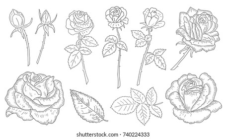 flowers roses set