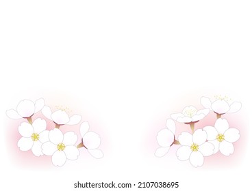 Flowers of sakura , 'Somei Yoshino' also known as 'Yoshino cherry'