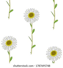 Flowers seamless pattern, Daisy flowers blossom on white wallpaper.	