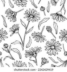 Сalendula flowers seamless pattern, line art drawing. Marigold flowers, outline floral background. Vector illustration. Hand drawn contour herbs