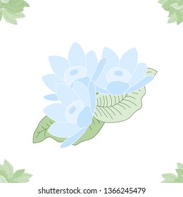 Flowers seamless pattern on isolated background. Plumeria.