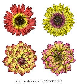Flowers set. Botanical Dahlias and zinnia illustration summer design elements. Black and white collection of hand drawn flowers and herbs isolate on white background. Vector.