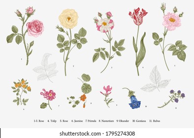 Flowers. Set. Botanical floral vector illustration.  