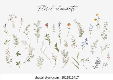 Flowers. Set. Botanical floral vector illustration. Color 