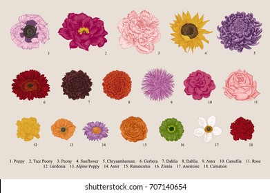 Flowers set. Botanical vector vintage illustration. Design elements. Colorful