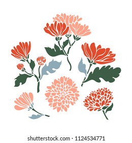 Flowers set. Collection of chrysanthemums. Vector illustration.