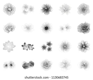 Flowers set. Collection of floral elements