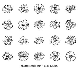 Flowers set. Collection of floral elements