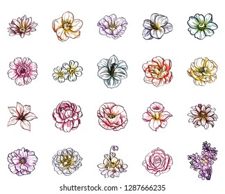 Flowers set. Collection of floral elements