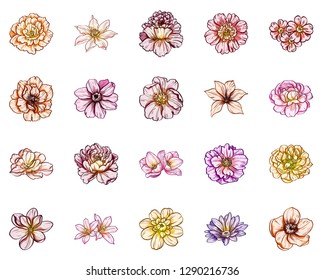 Flowers set. Collection of floral elements