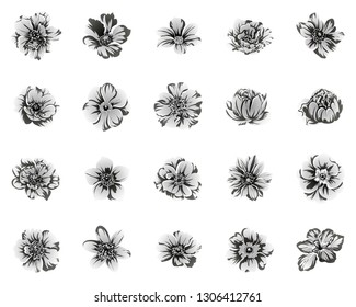 Flowers set. Collection of floral elements