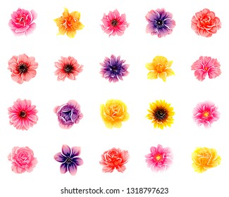 Flowers set. Collection of floral elements