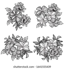 Flowers set. Collection of floral elements