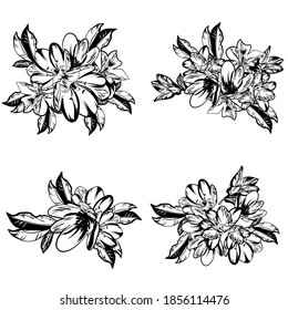 Flores puestas. Colección de elementos florales