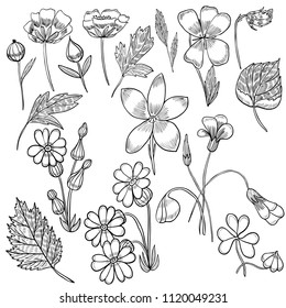 Flowers set contours vector illustration free drawing