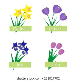 Flowers set. Daffodil, crocus, iris, tulip.