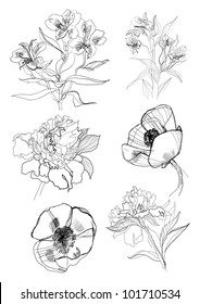 Flowers set drawing on white background