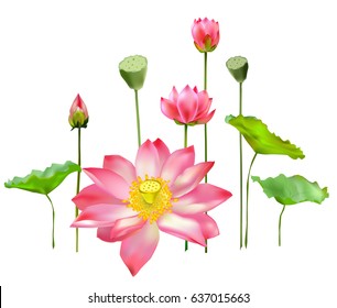 Flowers. Set flower, Bud, fruit and leaf of the Lotus. Vector illustration