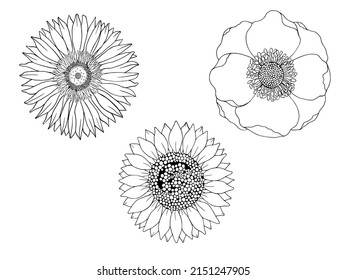 Flowers set gerbera anemone sunflower graphic isolated sketch black white illustration vector