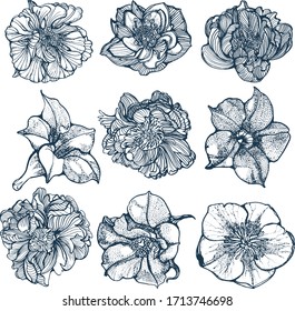 flowers set hand drawing isolated on white background vector