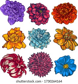 flowers set, hand drawing, isolated on white background vector color