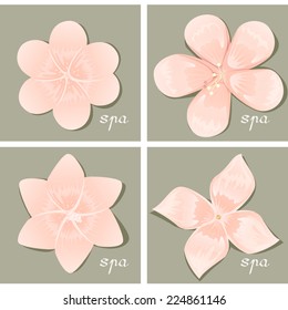 Flowers Set - Isolated On Gray Background - Vector Illustration, Graphic Design Editable For Your Design