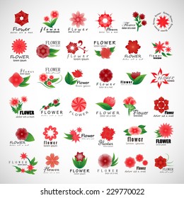 Flowers Set - Isolated On Gray Background - Vector illustration, Graphic Design Editable For Your Design    