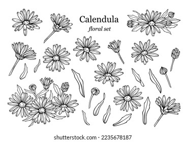 Сalendula flowers set, line art drawing. Marigold flowers, outline floral design elements isolated on white background, vector illustration. Hand drawn flowers, buds and leaves