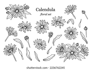 Сalendula flowers set, line art drawing. Marigold flowers, outline floral design elements isolated on white background, vector illustration. Hand drawn contour herbs