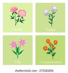 Flowers set. Peony, aster, lily, chrysanthemum.