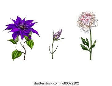 Flowers set. Peony, astra and phlox. Isolated on white background flowers. Stem, flowers and leaves. Vector illustration