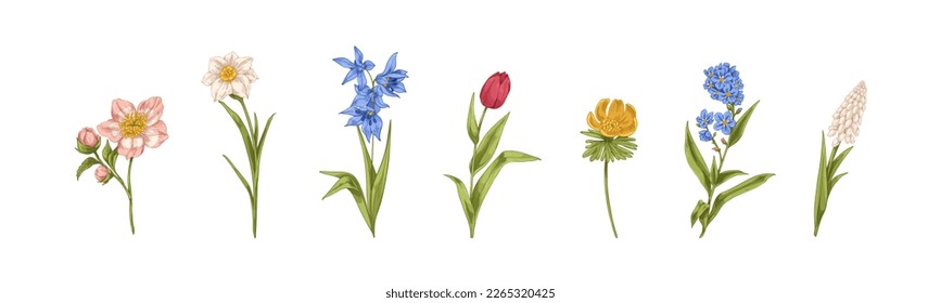 Flores fijadas, dibujos originales realistas. Plantas florales de campo, florecimiento de primavera, tallos de estilo retro detallado. Ilustraciones de vector de color botánico dibujadas a mano aisladas en fondo blanco