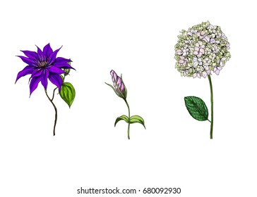 Flowers set. Rose bud, astra and phlox. Isolated on white background flowers. Stem, flowers and leaves. Vector illustration