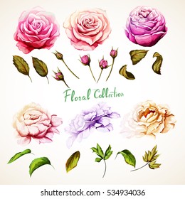 Flowers. Set of  rose, peony. Roses, peonies.  Can be used in design purpose. Hand drawn illustration, vector - stock.