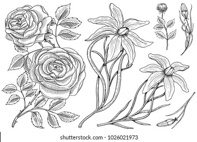 Flowers set, roses with leaves and buds and lily. Wedding botanical garden or plant. Vector illustration. engraved hand drawn in old victorian sketch.