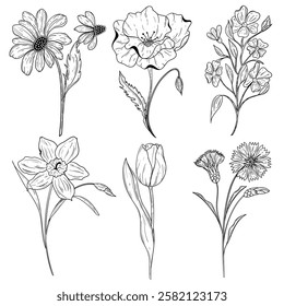 Flowers. Set of six plants in black and white colors. Graphics. Chamomile, poppy, tulip, daffodil, basil, field flowers. Botanical coloring. 