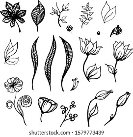 Flowers set. Vector. Botanical illustration vintage. Twigs, leaves, buds, flowers. Design for print, vintage posters, wallpapers, textiles.