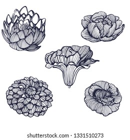 flowers set, vector, hand drawing, isolated on white background
