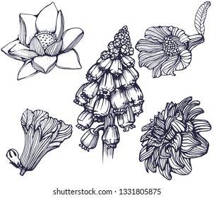 flowers set vector illustration isolated on white background, hand drawing