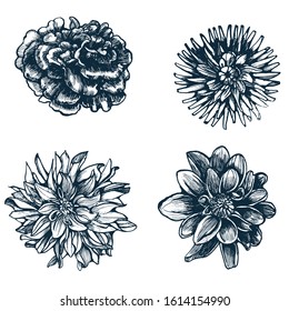flowers set vector illustration isolated on white background