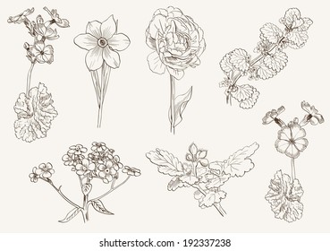 flowers. set of vector sketch on grey background