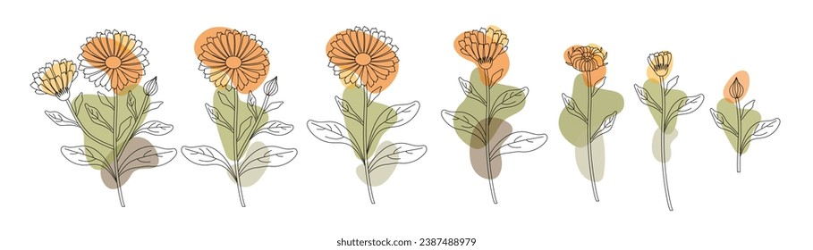 Сalendula flowers set,in outlibe style with transparent organic shapes. Marigold flowers, white background, vector illustration. Hand drawn flowers, buds and leaves