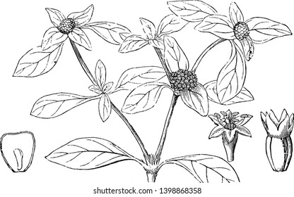 Flowers Of Shrubby South American Plant, Cephaelis Ipecacuanha, Of The Madder Family, Vintage Line Drawing Or Engraving Illustration.