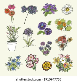 Flowers simple vector doodle illustrations set