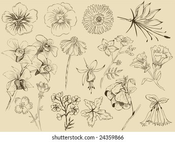 Flowers -  Sketch (Set 1)