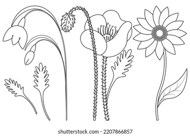 Blumen. Skizze. Satz von Vektorgrafiken. Schneeschuhlaufen, Mohn, Gerbera. Delikate Pflanzen mit Blättern. Blütenpflanzen. Doodle-Stil. Skizzen auf isoliertem Hintergrund. 