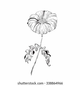 Vector del bosquejo de las flores, ilustración dibujada a mano de la flor hermosa, aislada en blanco