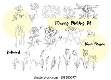  Flowers Sketches. Hand drawn botanical elements. Iris,  lilies,  peony, tulips,  pansy and rose. Vector Illustration