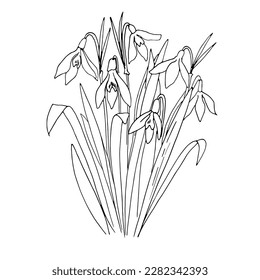 Dibujo vectorial de primavera de flores. Línea de gotas de nieve dibujada sobre un fondo blanco. Línea de esbozo.